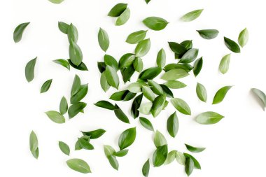 Beyaz arka planda yeşil yapraklı desen, doku. Düz uzan, üst görünüm