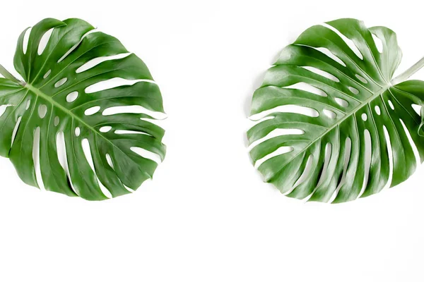 Тропические пальмовые листья Монстера на белом фоне. Плоский, вид сверху. — стоковое фото