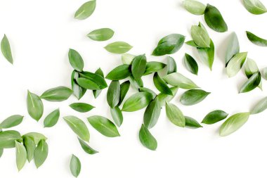 Beyaz arka planda yeşil yapraklı desen, doku. Düz uzan, üst görünüm