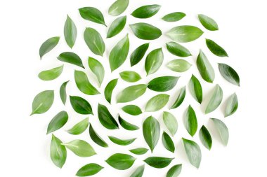 Beyaz arka planda yeşil yapraklı desen, doku. Düz uzan, üst görünüm