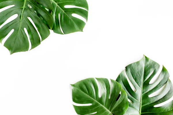 Tropiska palmblad Monstera på vit bakgrund. Platt ligg, ovanifrån. — Stockfoto