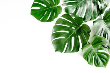 Tropik palmiye beyaz arka planda Canavar bırakır. Düz yatış, üst görünüm.