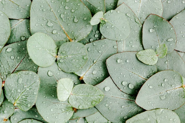 Achtergrond, Textuur gemaakt van groene eucalyptus bladeren met regendruppel, dauw. Vlakke lay, bovenaanzicht — Stockfoto