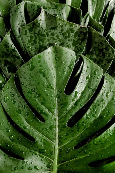 Фон, текстура из пальмовых листьев Монстера с каплей дождя, росой. Плоский, вид сверху. — стоковое фото