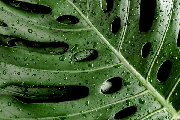 Фон, текстура из пальмовых листьев Монстера с каплей дождя, росой. Плоский, вид сверху. — стоковое фото