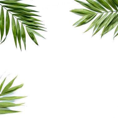 Beyaz arka planda yeşil palmiye yaprağı dalları. düz yatış, üst görünüm
