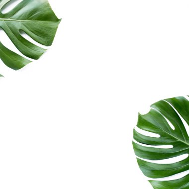 Beyaz arka planda tropik yapraklar. Düz yatış, üst görünüm