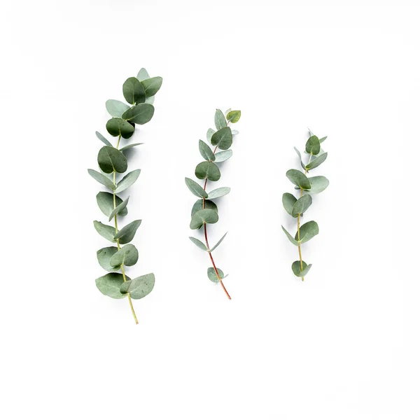 Зеленые листья эвкалипта на белом фоне. плоский, вид сверху — стоковое фото