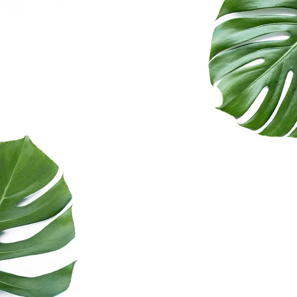 Folhas tropicais Monstera no fundo branco. Deitado plano, vista superior — Fotografia de Stock