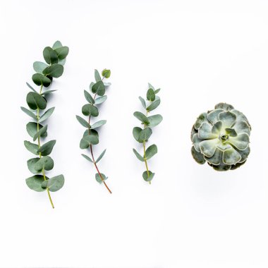 Beyaz arka planda yeşil okaliptüs yaprakları. düz yatış, üst görünüm