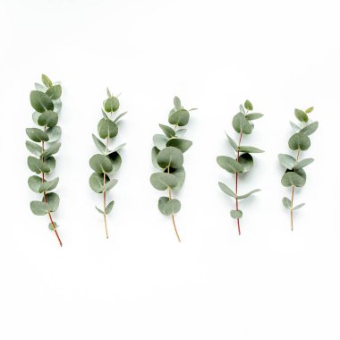 Beyaz arka planda yeşil okaliptüs yaprakları. düz yatış, üst görünüm