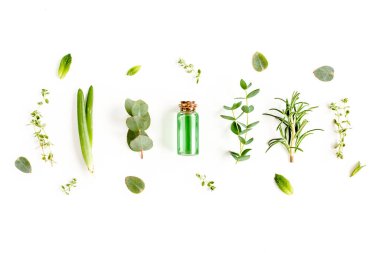 Temel yağ ve bitki karışımı, yeşil dallar, okaliptüs, aloe vera, biberiye, beyaz arka planda kekik. Düz yatıyordu. Üst görünüm.