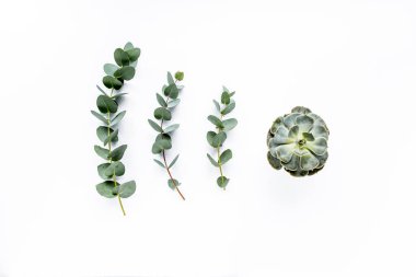 Beyaz arka planda yeşil okaliptüs yaprakları. düz yatış, üst görünüm