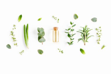 Temel yağ ve bitki karışımı, yeşil dallar, okaliptüs, aloe vera, biberiye, beyaz arka planda kekik. Düz yatıyordu. Üst görünüm.