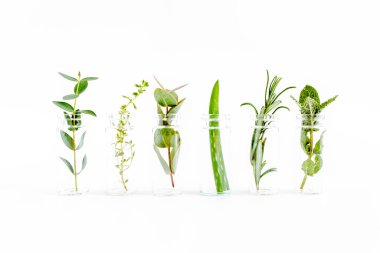 Otlar, yeşil dallar, nane, okaliptüs, biberiye, aloe vera ve beyaz arka planda bitki koleksiyonu karışımı. Bitki seti. Düz yatıyordu. Üst görünüm