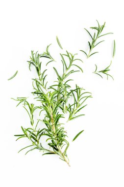 Yeşil dal ve biberiye yaprakları beyaz arka planda izole edilmiş. Bitkiler. Düz yatıyordu. Üst görünüm
