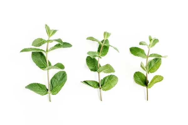 Ramo verde e foglia Menta isolata su sfondo bianco. Set di menta piperita. Schema della menta. Piatto. Vista dall'alto. — Foto Stock