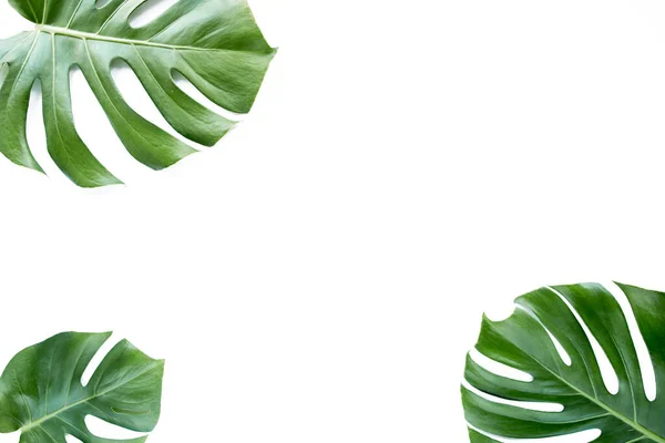 Тропические листья Монстера на белом фоне. Плоский, вид сверху — стоковое фото