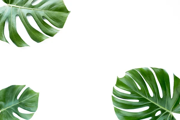 Tropische Blätter Monstera auf weißem Hintergrund. Flache Lage, Draufsicht — Stockfoto