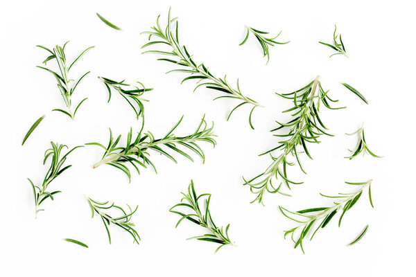 Green branch and leaves of rosemary isolated on a white background. Herbs. Flat lay. Top view