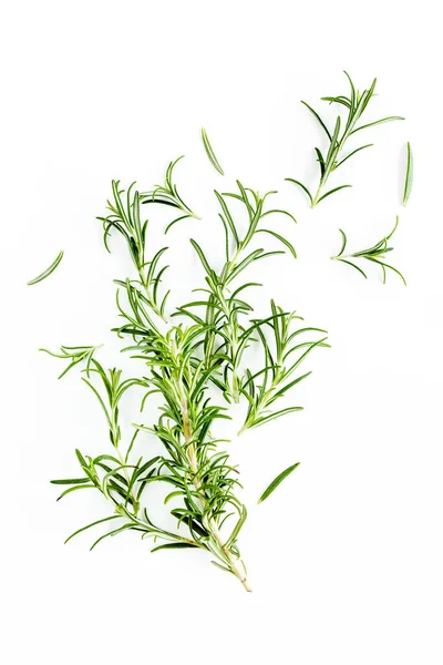 Yeşil dal ve biberiye yaprakları beyaz arka planda izole edilmiş. Bitkiler. Düz yatıyordu. Üst görünüm