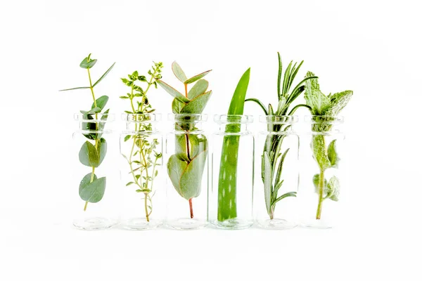 Mix of herbs, green branches, leaves mint, eucalyptus, rosemary, aloe Vera and plants collection on white background. Set of herbs. Flat lay. Top view