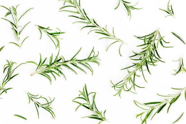 Green branch and leaves of rosemary isolated on a white background. Herbs. Flat lay. Top view