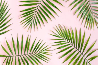 Pembe arka planda tropik yeşil palmiye yaprakları. Düz yatış, üst görünüm