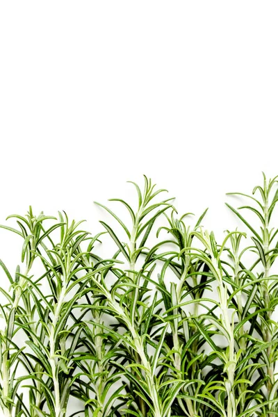 Grüner Zweig und Blätter von Rosmarin vereinzelt auf weißem Hintergrund. Kräuter. Flach lag er. Ansicht von oben — Stockfoto