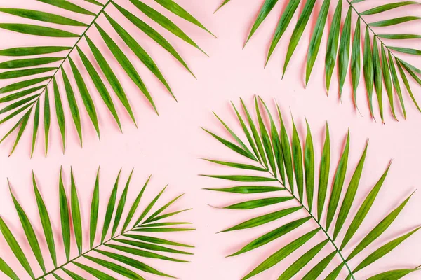 Textura tropické zelené palmové listy na růžovém pozadí. Byt ležel, horní pohled — Stock fotografie