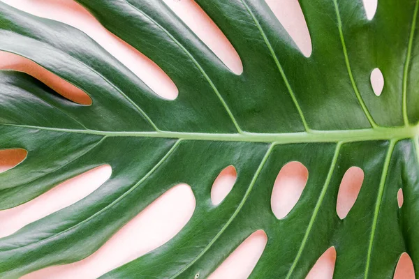 Текстура тропического пальмового листа Monstera на розовом фоне. Плоский, вид сверху — стоковое фото