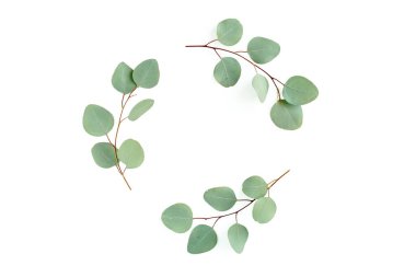 Okaliptüsten yapılmış çelenk çerçevesi ve beyaz arka planda izole edilmiş yapraklar. Düz uzan, üst görünüm