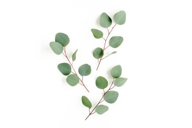 Beyaz arkaplanda yeşil yapraklar izole edilmiş.