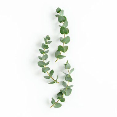 Beyaz arkaplanda yeşil yapraklar izole edilmiş.