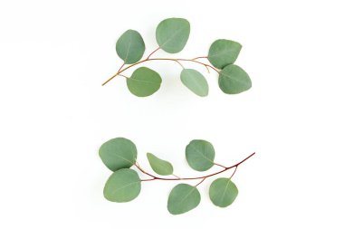 Okaliptüsten yapılmış çelenk çerçevesi ve beyaz arka planda izole edilmiş yapraklar. Düz uzan, üst görünüm