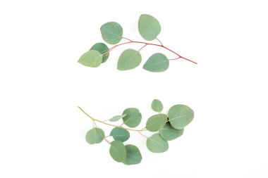 Okaliptüsten yapılmış çelenk çerçevesi ve beyaz arka planda izole edilmiş yapraklar. Düz uzan, üst görünüm