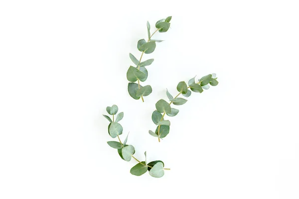 Groene bladeren eucalyptus geïsoleerd op witte achtergrond. — Stockfoto