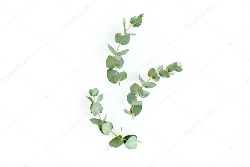 Green leaves eucalyptus isolated on white background.