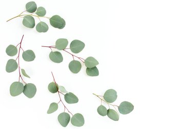 Beyaz arkaplanda yeşil yapraklar izole edilmiş.