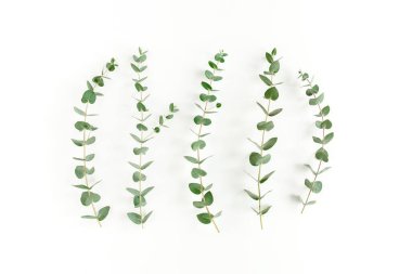 Beyaz arkaplanda yeşil yapraklar izole edilmiş.