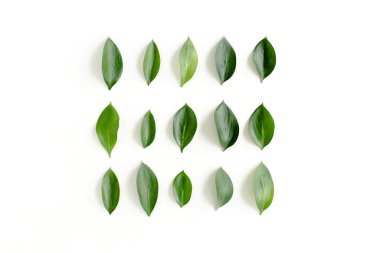 Beyaz arka planda yeşil yapraklı desen, doku. Düz uzan, üst görünüm