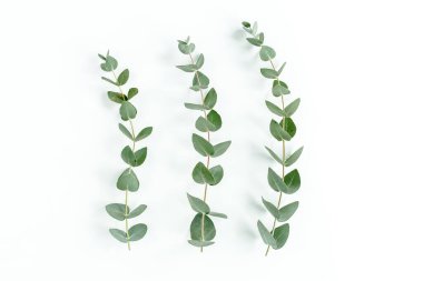 Beyaz arkaplanda yeşil yapraklar izole edilmiş.