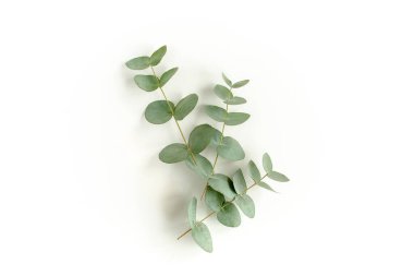 Beyaz arkaplanda yeşil yapraklar izole edilmiş.