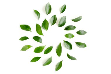 Beyaz arka planda yeşil yapraklı desen, doku. Düz uzan, üst görünüm