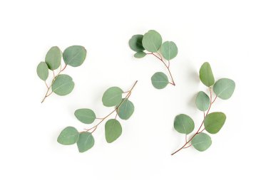 Beyaz arkaplanda yeşil yapraklar izole edilmiş.