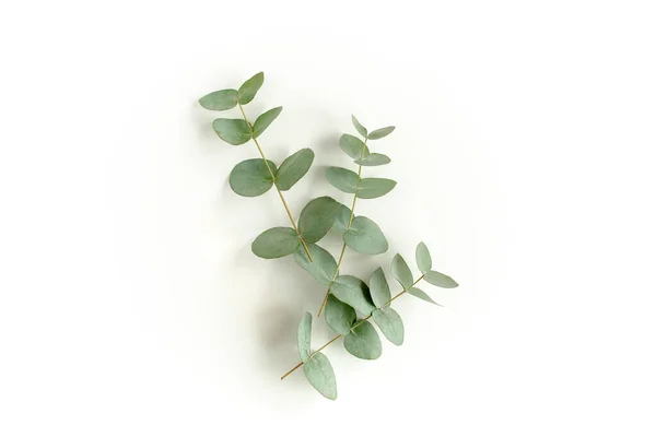 Feuilles vertes eucalyptus isolées sur fond blanc. — Photo