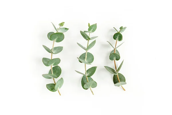 Zielone liście eukaliptusa izolowane na białym tle. — Zdjęcie stockowe