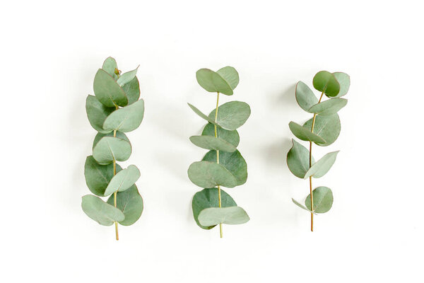 Green leaves eucalyptus isolated on white background.