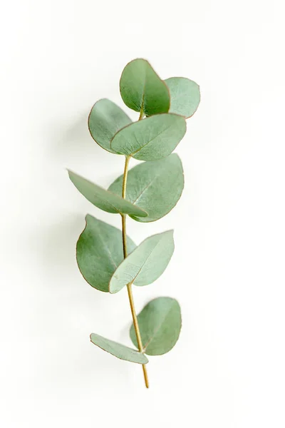 Πράσινα φύλλα ευκαλύπτου απομονωμένα σε λευκό φόντο. — Φωτογραφία Αρχείου