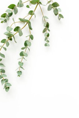 Beyaz arkaplanda yeşil yapraklar izole edilmiş.